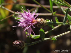 Centaurea limbata lusitana