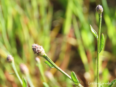 Centaurea limbata lusitana