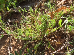 Centaurea limbata lusitana