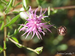 Centaurea limbata lusitana