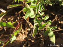 Centaurea limbata lusitana