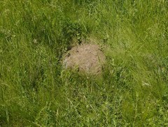 Spalax zemni