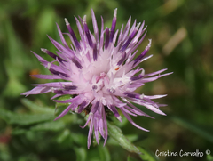 Centaurea limbata lusitana