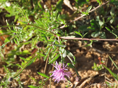 Centaurea limbata lusitana
