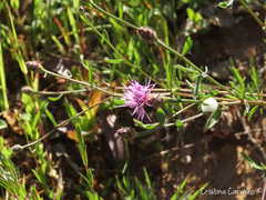 Centaurea limbata lusitana