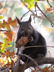 Sciurus aberti kaibabensis