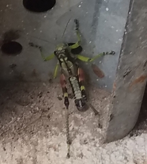 Dendrotettix quercus