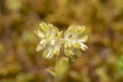 Valerianella carinata