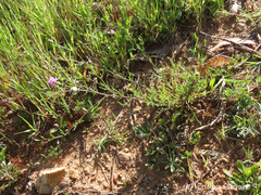 Centaurea limbata lusitana