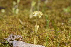 Valerianella carinata