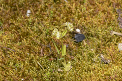 Valerianella carinata