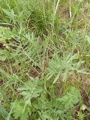 Psephellus ciscaucasicus