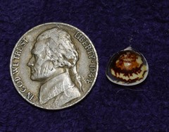 Laevicardium mortoni