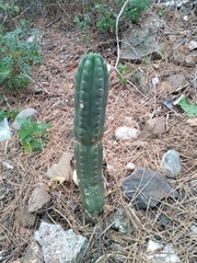 Trichocereus macrogonus