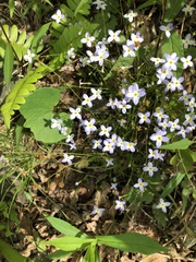 Houstonia serpyllifolia