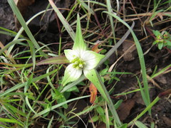 Euphorbia schiedeana