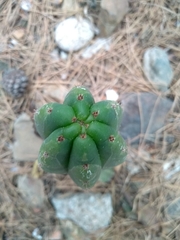 Trichocereus macrogonus