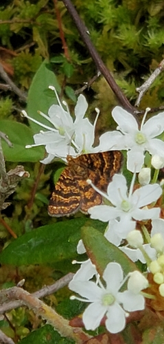 photo of Black-banded Orange Moth (Epelis truncataria)