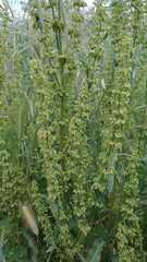 Rumex papillaris