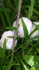 Calvatia nipponica