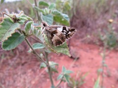 Heliopetes domicella