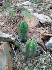 Trichocereus macrogonus