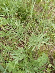 Psephellus ciscaucasicus