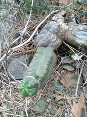 Trichocereus macrogonus