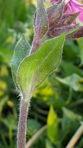 Red campion