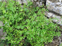 Robertium