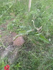 Magnolia hernandezii