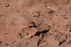 Precis ceryne ceryne