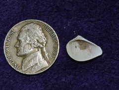 Anomalocardia cuneimeris