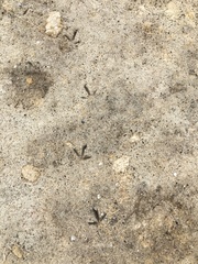 Perdix perdix