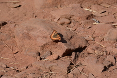 Precis ceryne ceryne