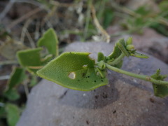 Mirabilis tenuiloba