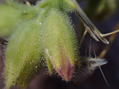 Mirabilis tenuiloba