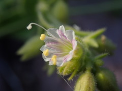 Mirabilis tenuiloba