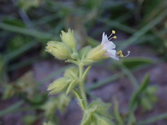 Mirabilis tenuiloba