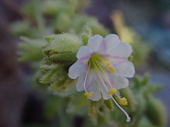 Mirabilis tenuiloba