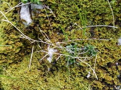 Arabis scabra