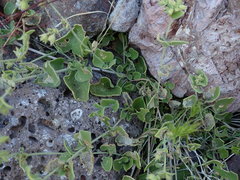 Mirabilis tenuiloba