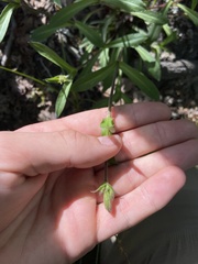 Silene virginica