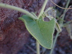 Mirabilis tenuiloba
