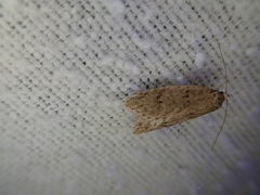 Semioscopis inornata