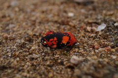 Melanophryniscus stelzneri