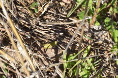 Chimarocephala pacifica