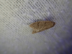 Semioscopis inornata