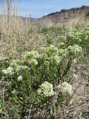 Lepidium appelianum