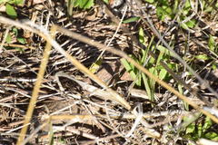 Chimarocephala pacifica